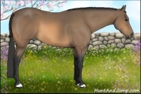 Horse Color:Buckskin 