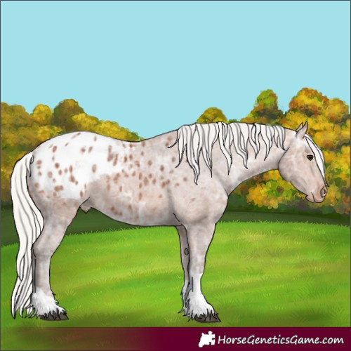 Horse Color:Silver Bay Ice Tobiano Appaloosa 