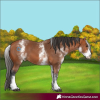 Horse Color:White Spotted Bay 
