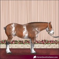 Horse Color:White Spotted Bay 