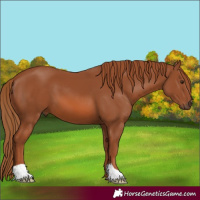 Horse Color:Chestnut 