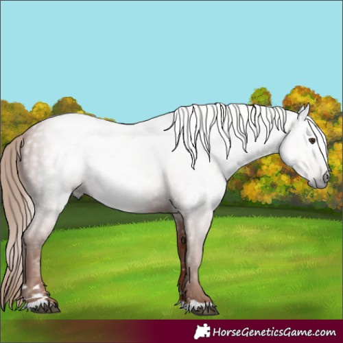 Horse Color:Gray Chestnut 