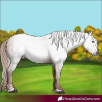 Horse Color:Gray Chestnut 