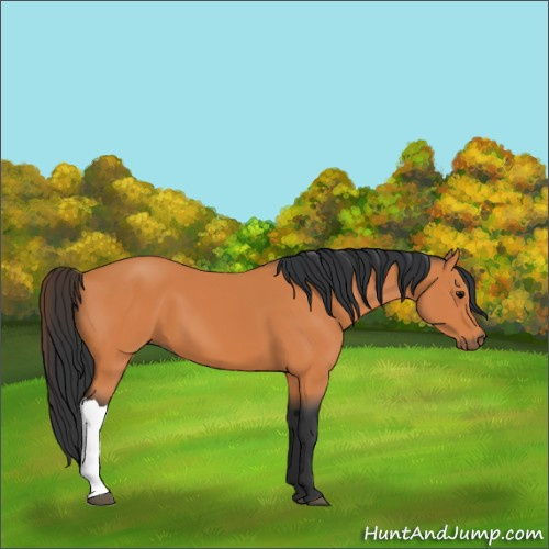 Horse Color:Bay 