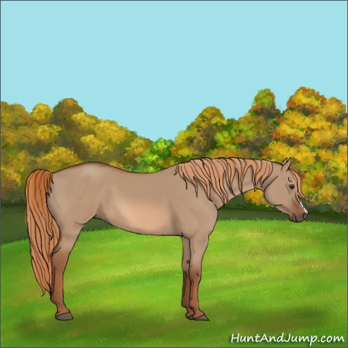 Horse Color:Red Dun 