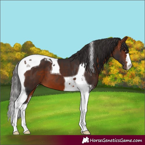 Horse Color:Bay Tobiano 