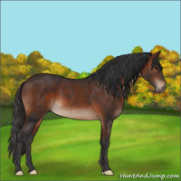 Horse Color:Brown 
