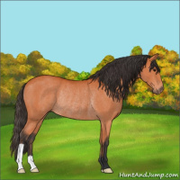 Horse Color:Bay Rabicano 