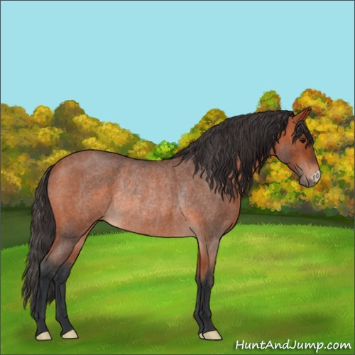 Horse Color:Bay Roan Rabicano 
