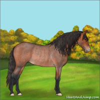 Horse Color:Bay Roan Rabicano 