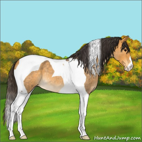 Horse Color:Buckskin Roan Tobiano 