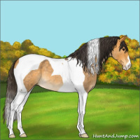 Horse Color:Buckskin Roan Tobiano