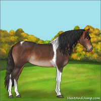 Horse Color:Bay Tobiano 
