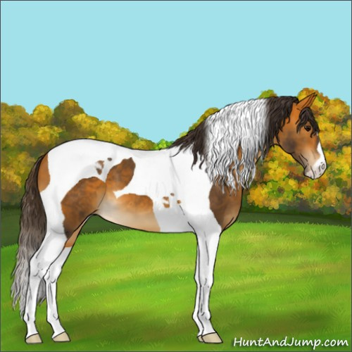 Horse Color:Buckskin Tobiano 