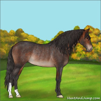Horse Color:Bay Rabicano