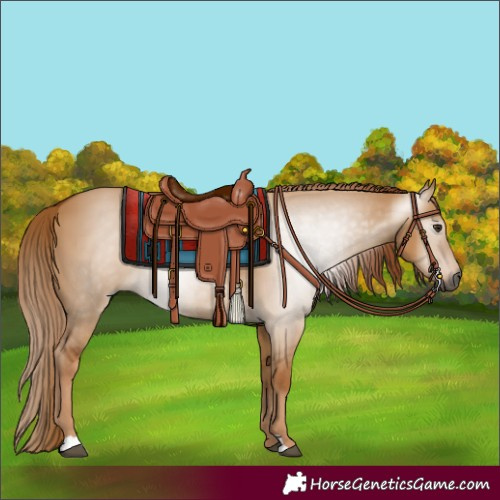 Horse Color:Gray Red Dun