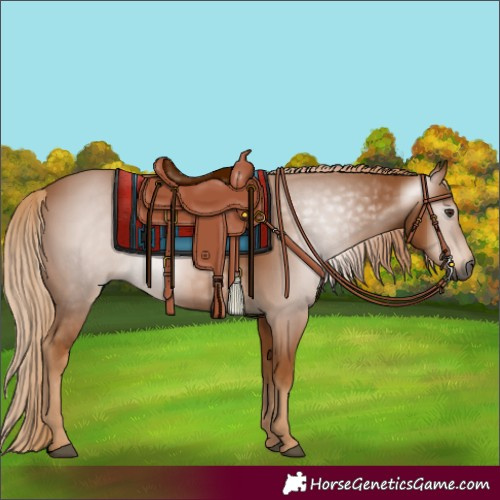 Horse Color:Gray Chestnut 