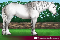 Horse Color:Gray White Spotted Silver Black 
