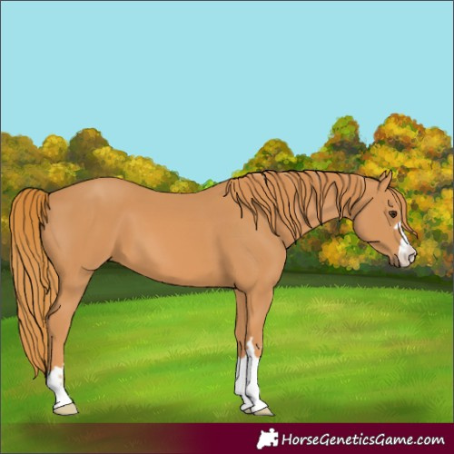 Horse Color:Chestnut 