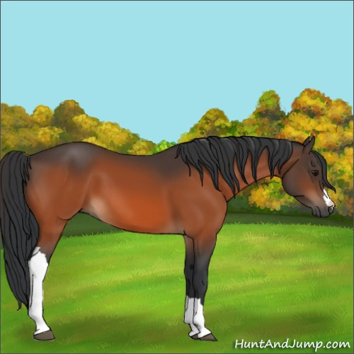 Horse Color:Bay 