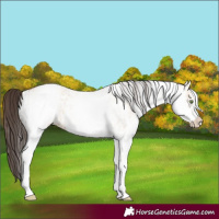 Horse Color:White Spotted Amber Champagne Dun Rabicano and White Spotted Amber Champagne Dun Rabicano