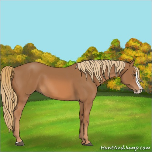 Horse Color:Chestnut Splash 