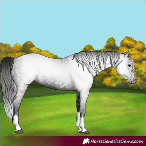 Horse Color:Gray Black Splash