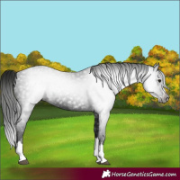 Horse Color:Gray Black Splash 