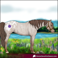 Horse Color:Classic Champagne Roan Appaloosa 