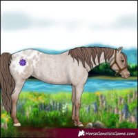 Horse Color:Classic Champagne Roan Appaloosa 