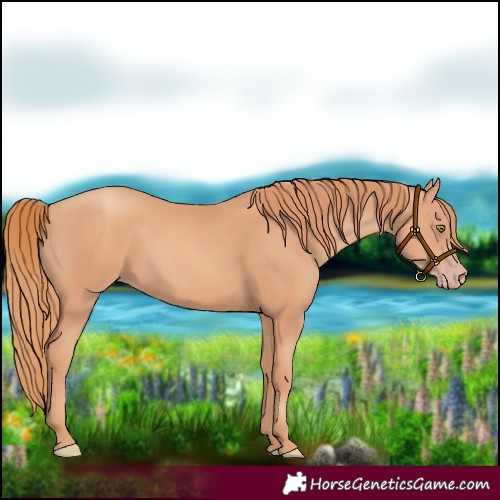 Horse Color:Gold Champagne 