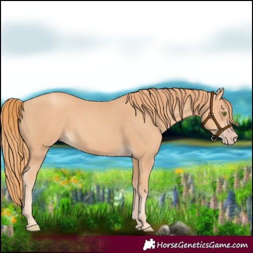 Horse Color:Gold Champagne