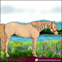 Horse Color:Gold Champagne 