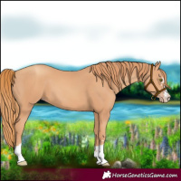 Horse Color:Gold Champagne