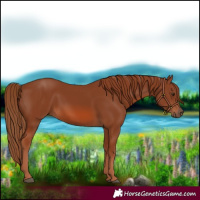 Horse Color:Chestnut 