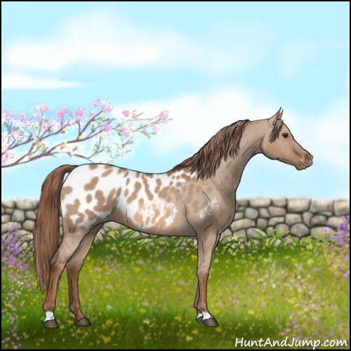 Horse Color:Red Dun Appaloosa 