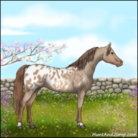 Horse Color:Red Dun Appaloosa