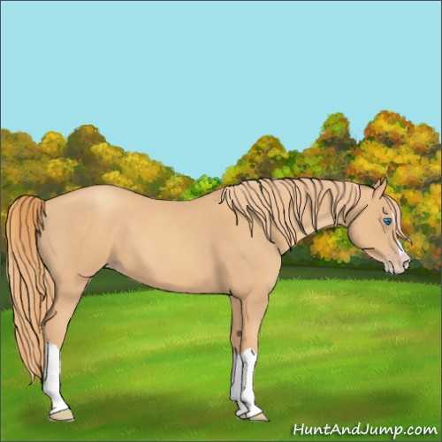 Horse Color:Gold Champagne Splash