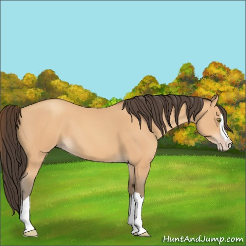 Horse Color:Amber Champagne Splash 
