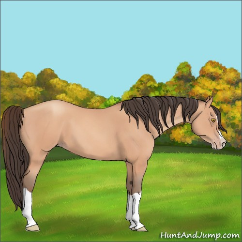 Horse Color:Amber Champagne Splash 