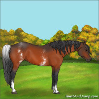 Horse Color:White Spotted Bay 