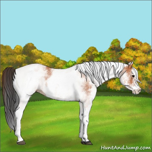 Horse Color:White Spotted Bay 