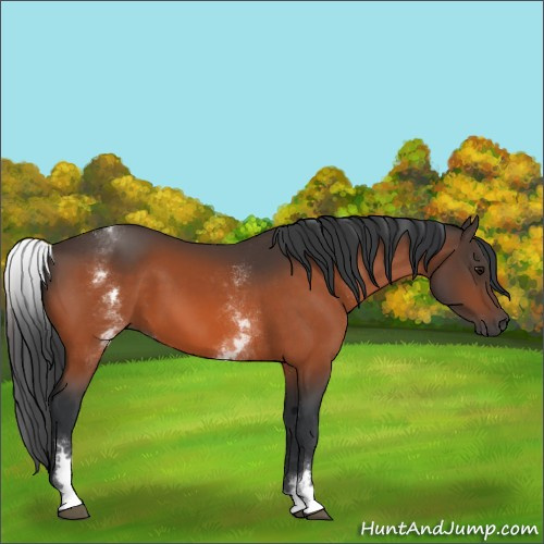 Horse Color:White Spotted Bay 
