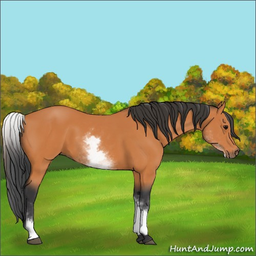 Horse Color:White Spotted Bay