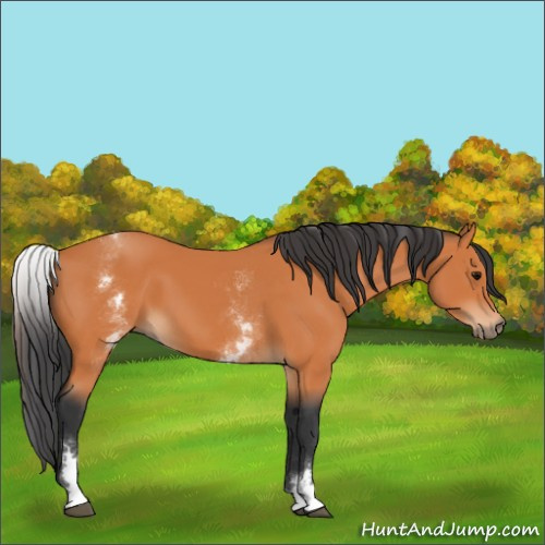 Horse Color:White Spotted Bay 