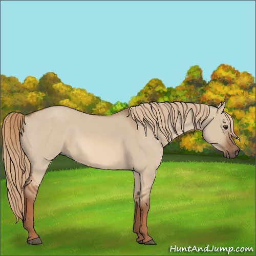 Horse Color:Red Dun Rabicano