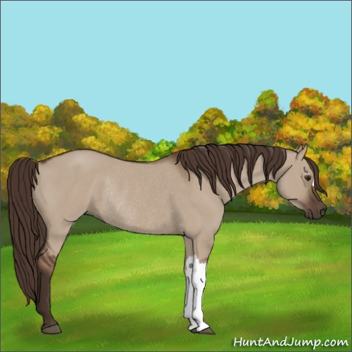 Horse Color:Liver Red Dun Rabicano