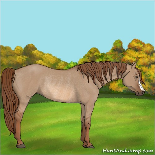 Horse Color:Red Dun Rabicano 
