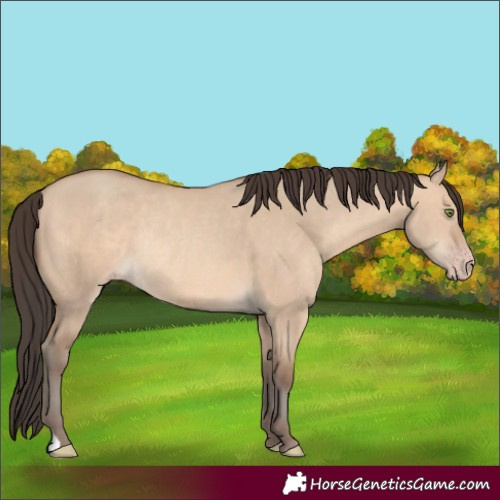Horse Color:Amber Champagne Dun Rabicano