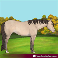 Horse Color:Amber Champagne Dun Rabicano 